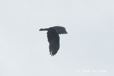 Eagle, Booted (dark morph) @ Seletar