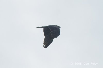 Eagle, Booted (dark morph) @ Seletar