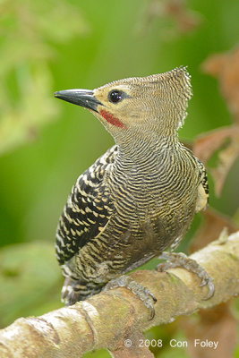 Woodpecker, Buff-rumped (male)