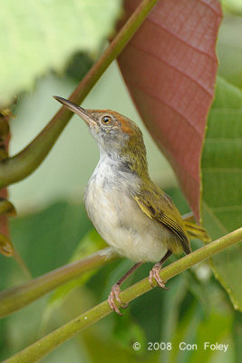 Tailorbird, Dark-necked (female)