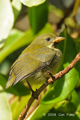 Flowerpecker, Yellow-breasted (juvenile)