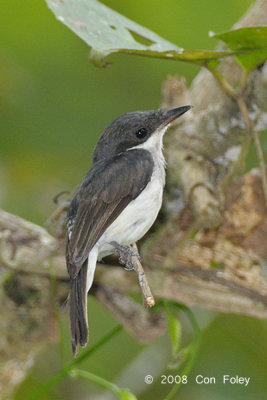 Flycatcher-Shrike, Black-winged (female)
