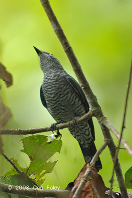 Cuckooshrike, Lesser (female)