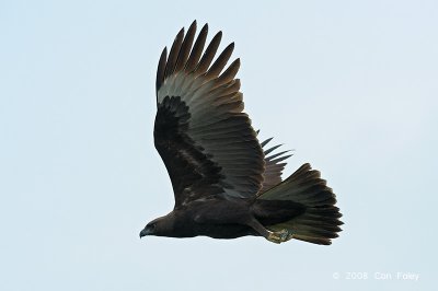 Eagle, Changeable Hawk (dark morph) @ Changi