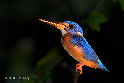 Kingfisher, Blue-eared @ Menanggol River