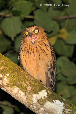 Owl, Buffy Fish @ Kinabatangan