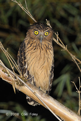 Owl, Buffy Fish @ Kinabatangan