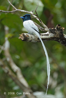 Flycatcher, Asian Paradise (male white morph)