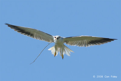Kite, Black-shouldered @ Sungei Tenegan Besar