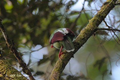 Magpie, Bornean Green @ Mt. Kinabalu