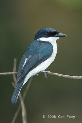 Flycatcher-Shrike, Black-winged