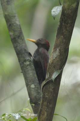 Woodpecker, Maroon (male)