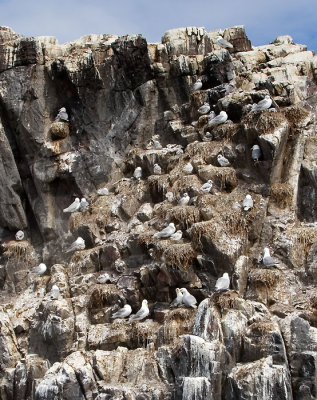 BIRDS (AND SEALS) of the FARNES