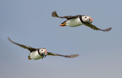 ATLANTIC PUFFINS