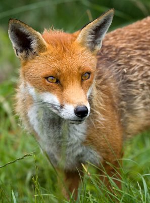 RED FOXES