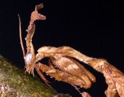 GHOST MANTIS TAKING A DRINK