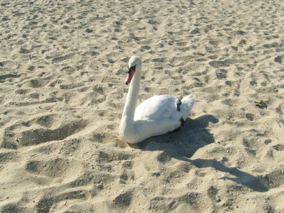 A swan catching a few rays