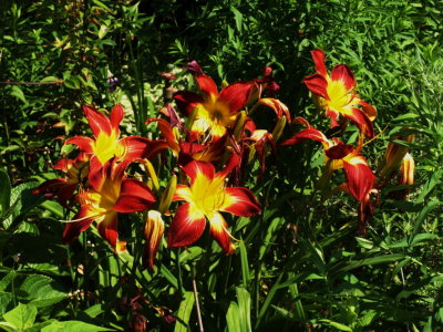 Flowers at Riverside Park