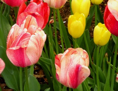 Central Park tulips.jpg