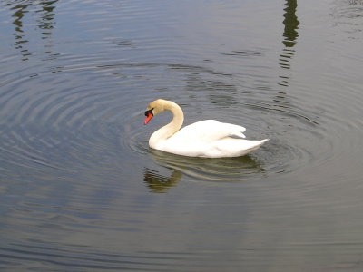 Southhampton Swan.jpg