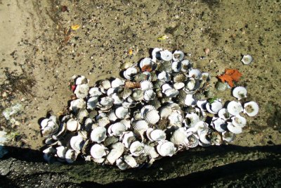 Shells near Falmouth Cape Cod