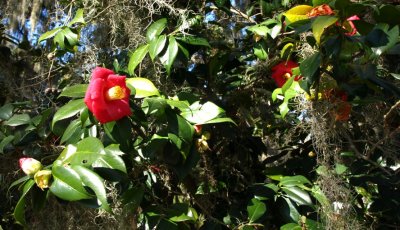 Bonaventure flowers