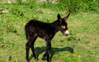 Baby donkey's first day on Earth
