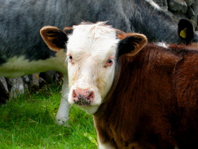 Inisheer bovine