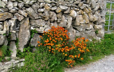 Flora and wall