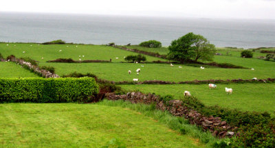 Down to the sea in sheeps