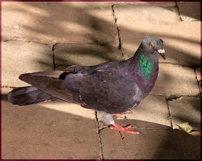 Anonymous_Bird_1750