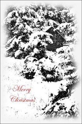 card2.jpg