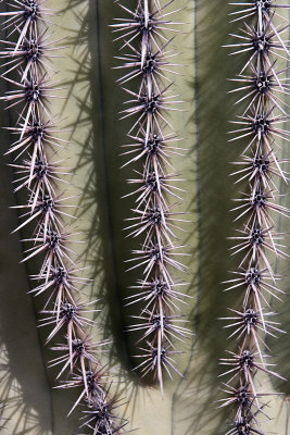 _MG_4225.jpg