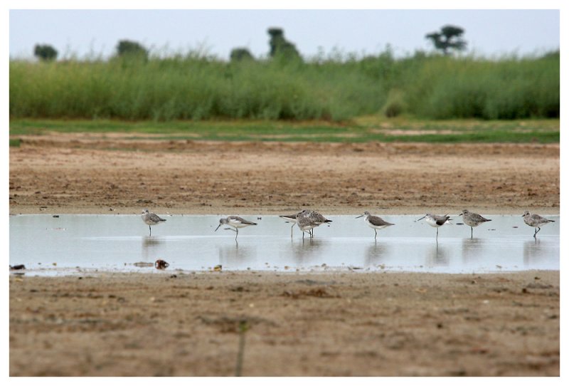 La mangrove de la Somone