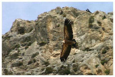 Preveli