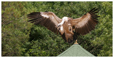 Le rocher des aigles