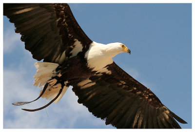 Le rocher des aigles