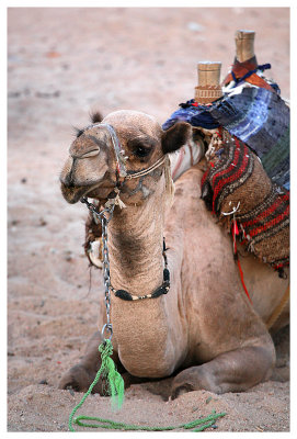Le desert et les Bdouins d'Hurghada