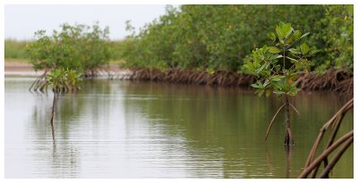 La mangrove de la Somone