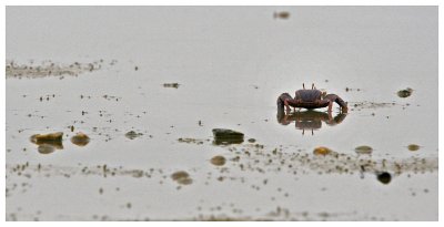 La mangrove de la Somone