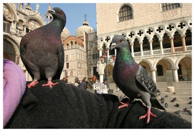 Venice/Venezia/San Marco 38