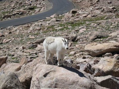 Mt Evans10.JPG