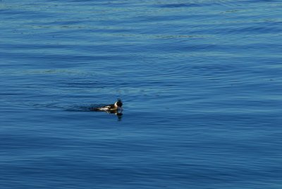 DSC_0544_resize.JPG