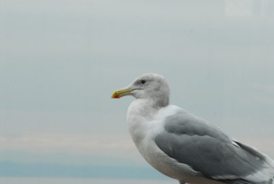DSC_0427_resize.JPG