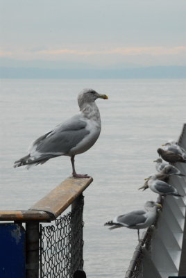 DSC_0458_resize.JPG