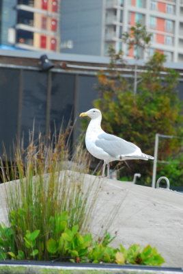 DSC_0373_resize.JPG