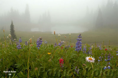 Mt Rainier Fog