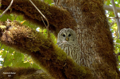Afternoon Roost 3-Barred Owl