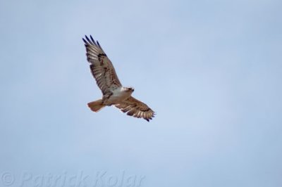 Regal Flight-Ferruginous Hawk (Buteo Regalis)