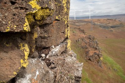 Red-tailed Hawk Nest-Columbia Gorge, OR